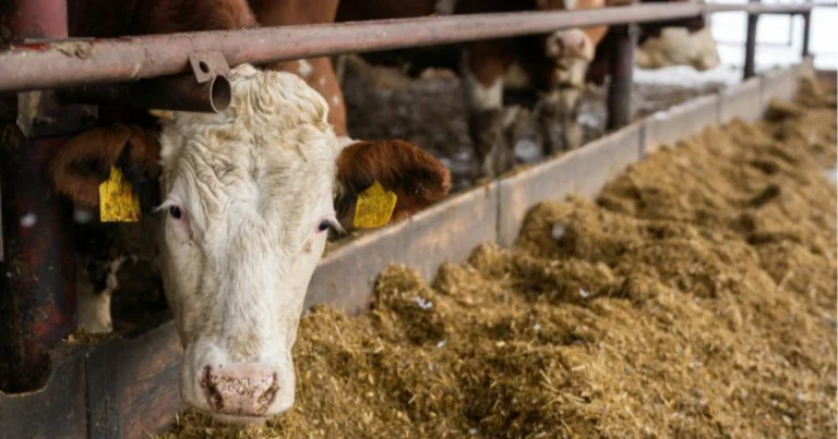 Il periodo di gestazione degli animali da fattoria: guida completa per un allevamento responsabile