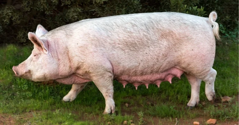 Principali razze di suini e loro caratteristiche: guida completa per un allevamento efficiente e di qualità