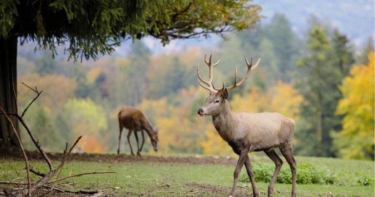 Cervi nel mondo: guida completa alle specie più affascinanti e al loro ruolo negli ecosistemi