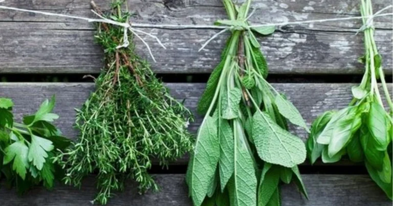 Erbe per la salute respiratoria: guida completa ai rimedi naturali che favoriscono una respirazione più libera