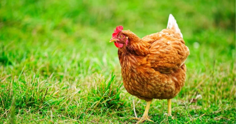 Galline: intelligenza, comportamento e curiosità su un animale sorprendentemente complesso