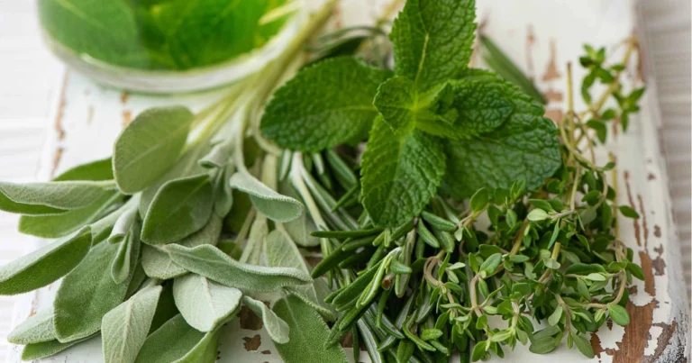 Erbe che liberano il muco: rimedi naturali per respirare meglio