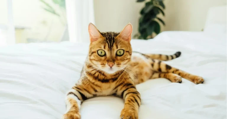 Rimedio naturale per allontanare cani e gatti: una soluzione semplice per proteggere gli spazi domestici