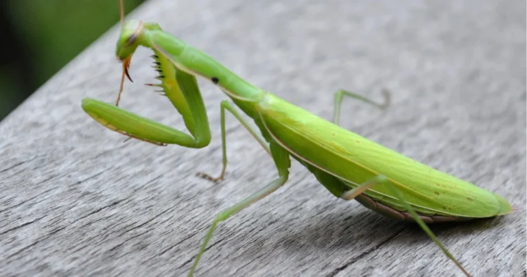 La mantide religiosa: un alleato naturale contro i parassiti del giardino