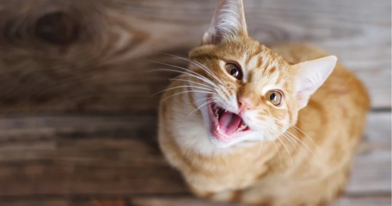 Cosa vuole comunicare il mio gatto: guida completa ai suoi segnali corporei