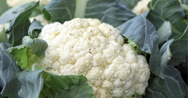 Cavolfiore: proprietà, benefici e utilizzi di un alimento prezioso per la salute