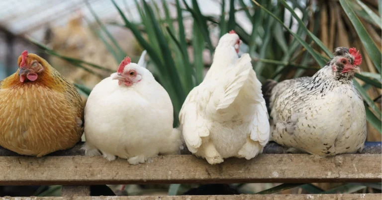 Curiosità sulle galline: comportamento, intelligenza e capacità sorprendenti
