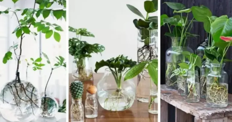 Coltivare piante in acqua: guida completa al giardinaggio senza terra