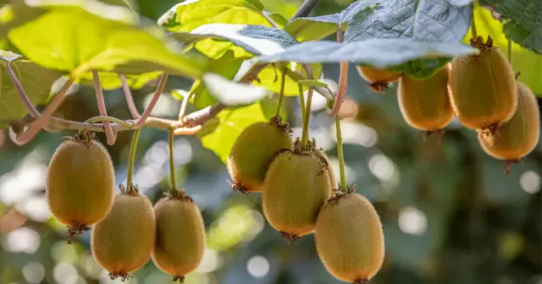 Coltivazione del kiwi: struttura di allevamento, potatura e gestione produttiva