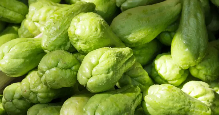 Coltivare ortaggi rampicanti in verticale con pergole e strutture sospese