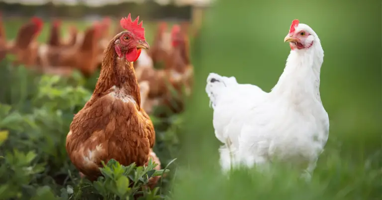 Anatomia del gallo e della gallina: guida completa per riconoscere le differenze e prendersene cura