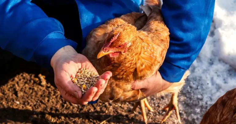 Cibi sani e veloci per l’alimentazione delle galline ovaiole
