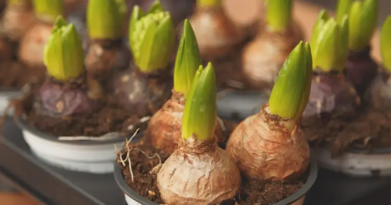 Piantare bulbi primaverili a strati: come creare una fioriera spettacolare in un solo vaso