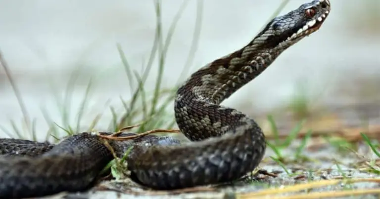 Repellenti naturali contro i serpenti: strategie efficaci e prevenzione consapevole