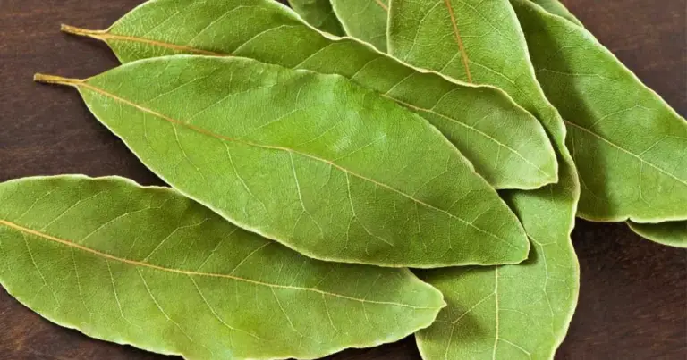 Foglie di alloro come repellente naturale in casa: usi, benefici e limiti reali