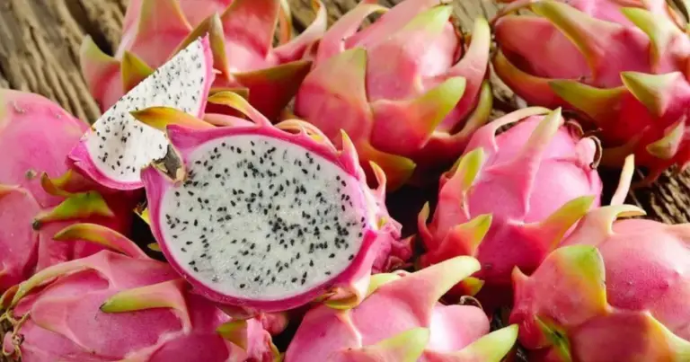 Coltivare il frutto del drago in vaso: guida completa dalla talea alla fioritura