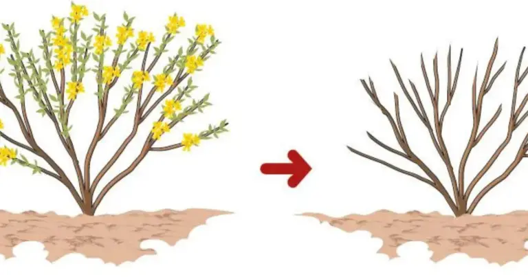 Quando e come fare la potatura del ginestra: guida completa per una fioritura abbondante