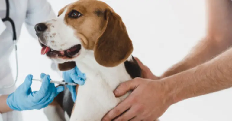 Soffocamento nel cane: guida completa al primo soccorso e alle manovre salvavita