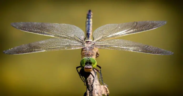 Libellule: perché sono insetti preziosi per l’ambiente e indicatori di ecosistemi sani