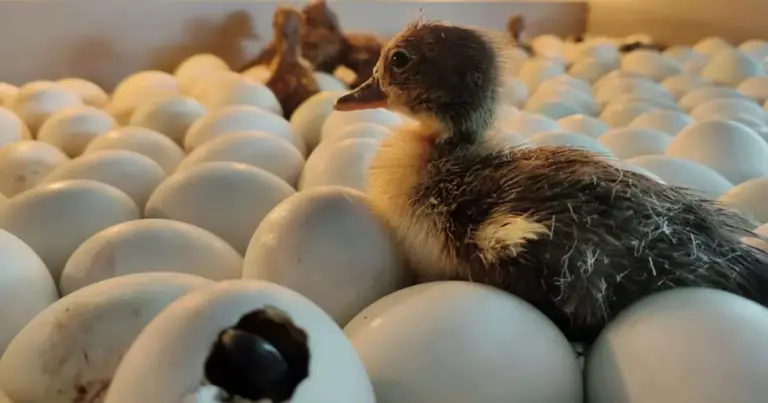 Animali da cortile più produttivi: come scegliere per uova e gestione domestica