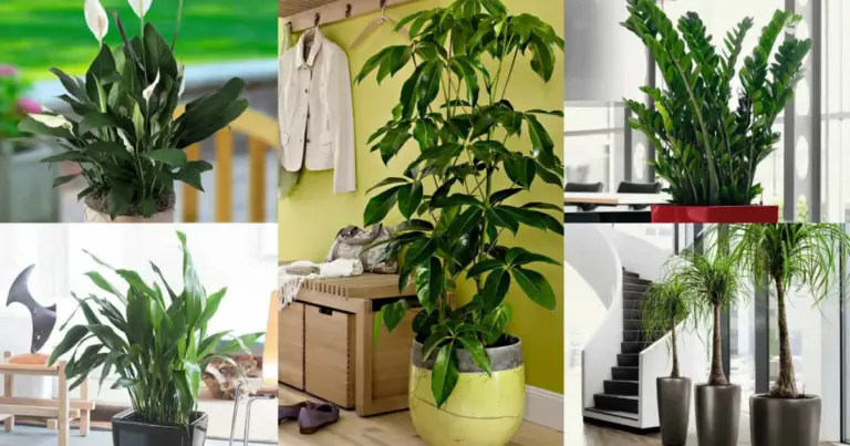 Piante da interno facili da curare: guida completa per una casa verde senza stress