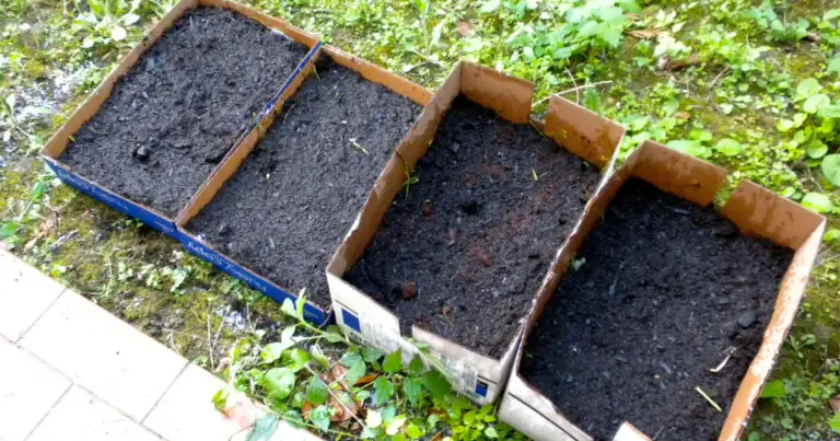 Gusci d’uovo in giardino: come usarli per migliorare il terreno e le piante