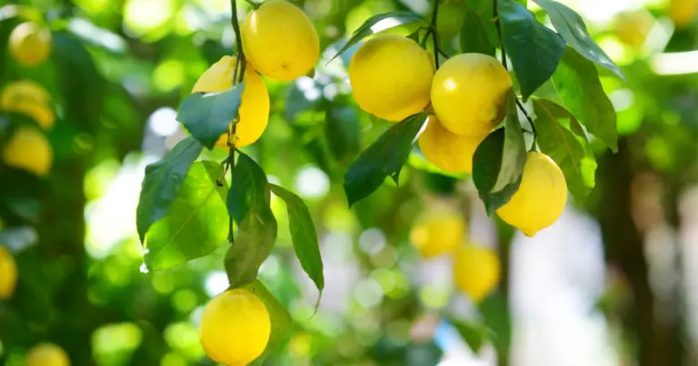 Potatura del limone: come intervenire correttamente per una pianta sana e produttiva