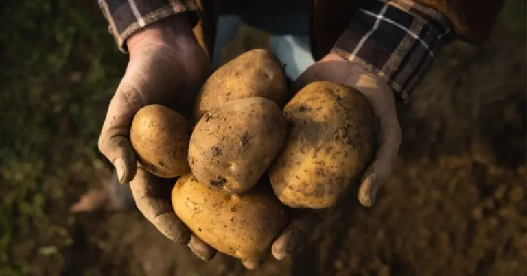 Torre di patate: come ottenere un raccolto abbondante sfruttando lo spazio verticale
