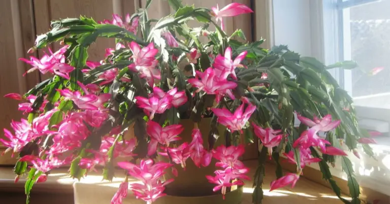 Cura del cactus di Natale: guida completa per una fioritura invernale abbondante