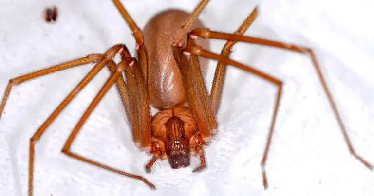 Ragno violino e ragno tigre: differenze, rischi reali e come riconoscerli senza allarmismi