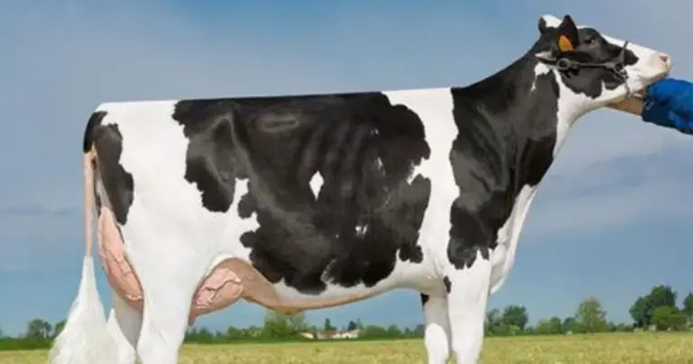 Razze di vacche da latte: guida completa alle principali bovine da produzione lattiera