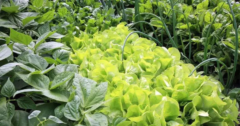 Consociazione delle colture con i pomodori: le piante migliori da coltivare insieme