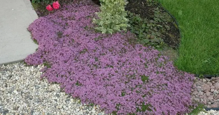 Timo rampicante rosso: l’alternativa sostenibile al prato tradizionale