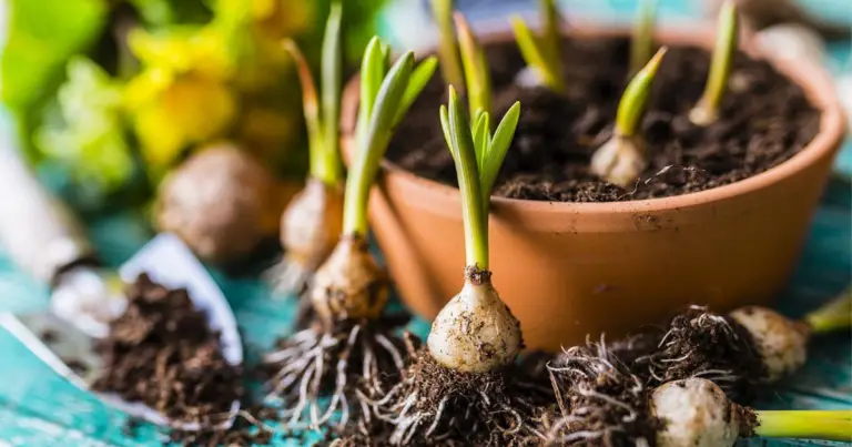 Profondità di piantagione dei bulbi: guida completa per una fioritura sana e abbondante