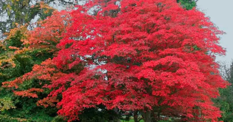 Alberi ideali da piantare davanti casa: guida pratica per scegliere senza danneggiare il marciapiede