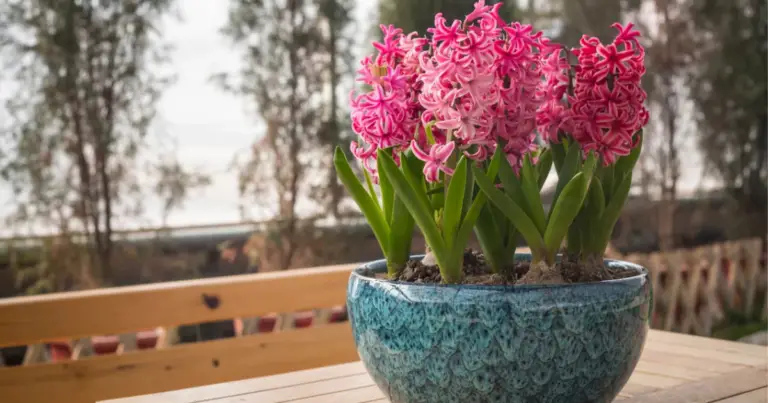 Bulbi da piantare a novembre: guida completa per una fioritura primaverile spettacolare