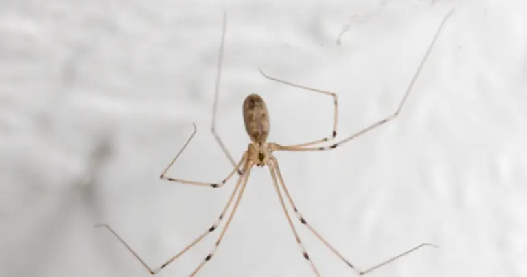 Il ragno dalle lunghe zampe in casa: perché non è un pericolo e quale ruolo svolge davvero