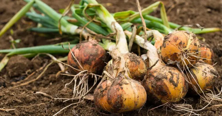 Ortaggi da seminare prima delle gelate: guida completa per prolungare il raccolto invernale