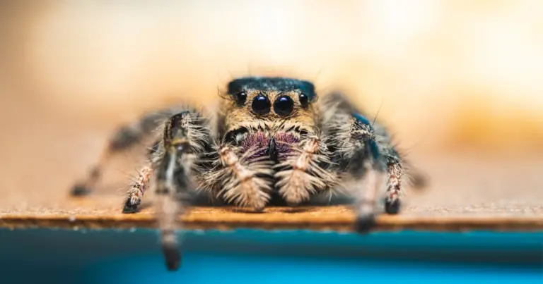 Ragno saltatore: caratteristiche, comportamento e perché non è pericoloso