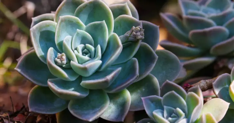 Piante succulente da interno: come arredare casa risparmiando acqua