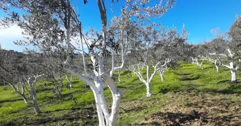 Imbiancare i tronchi degli alberi: perché si fa, benefici reali e come farlo correttamente