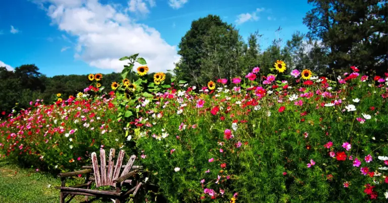 Arbusti ornamentali per un giardino colorato tutto l’anno