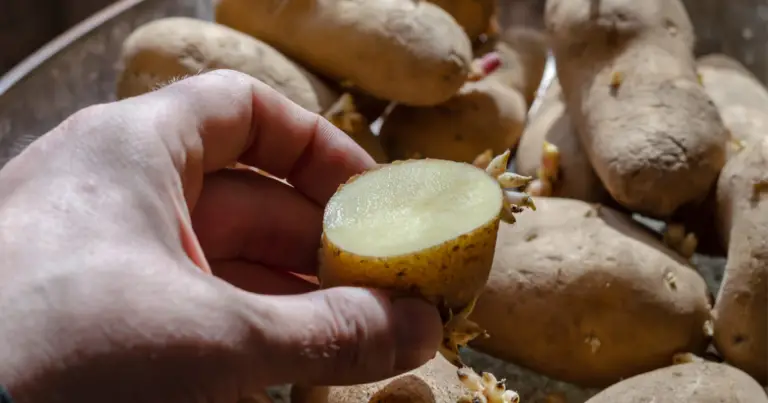 Conservare le patate in cantina sotterranea: il metodo naturale che riduce gli sprechi