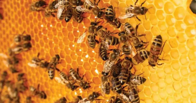 Il ciclo di vita dell’ape: fasi, ruoli e importanza per l’ecosistema