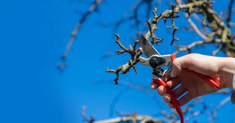 Potatura di ottobre: guida completa alle piante da potare in autunno per un giardino più forte