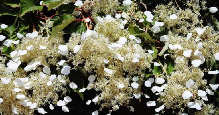 Piante di luna bianche: come illuminare il giardino serale con fiori chiari e raffinati