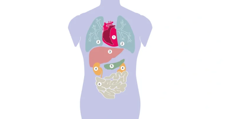 Segnali di indebolimento degli organi: come riconoscerli e proteggere la salute nel tempo