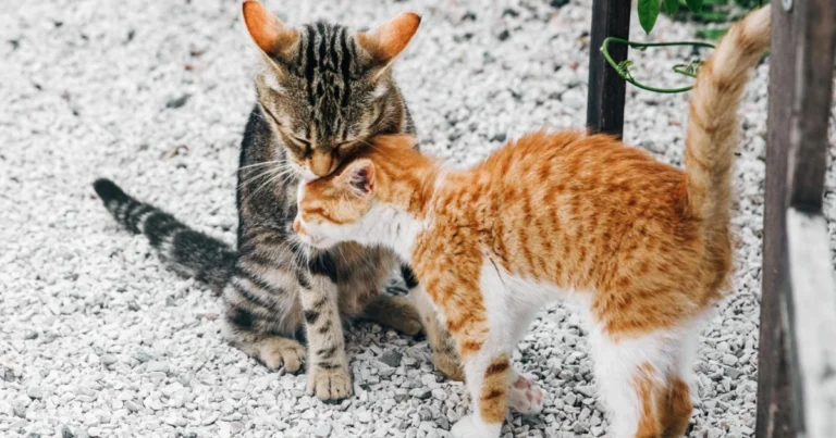 Differenze tra gatto maschio e gatto femmina: guida completa per riconoscerle e capirle