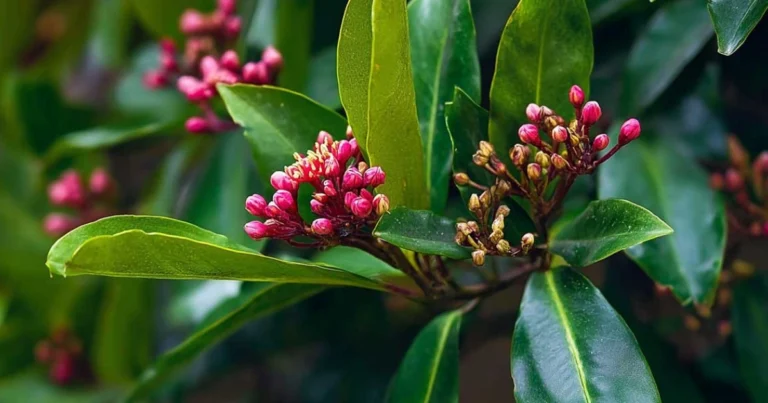 Coltivare il giroflier in casa: guida completa per far crescere il chiodo di garofano passo dopo passo