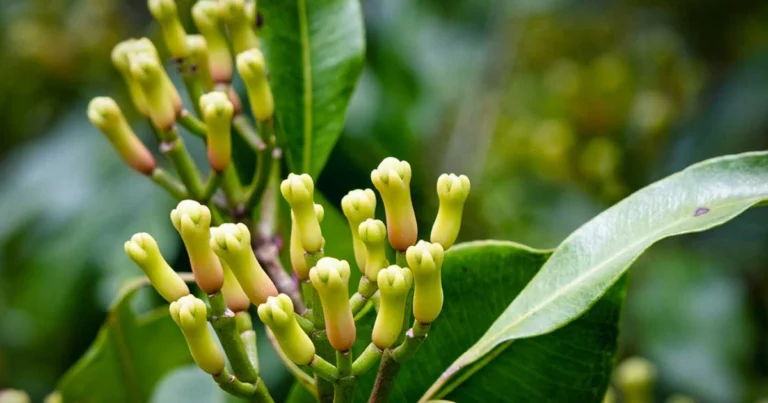 Coltivare il giroflier in casa: guida completa per far crescere il chiodo di garofano passo dopo passo